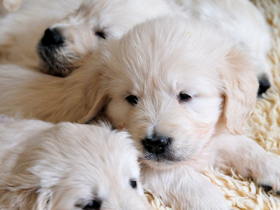 dogs